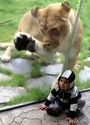 Zebrának öltöztetett kisfiúra támadt egy oroszlán