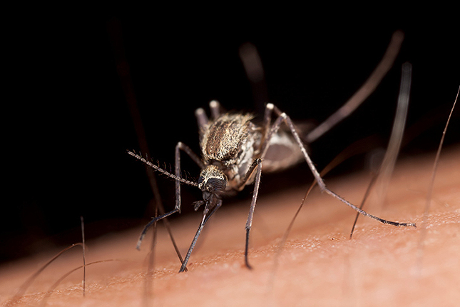 7 bevált szúnyogriasztó praktika