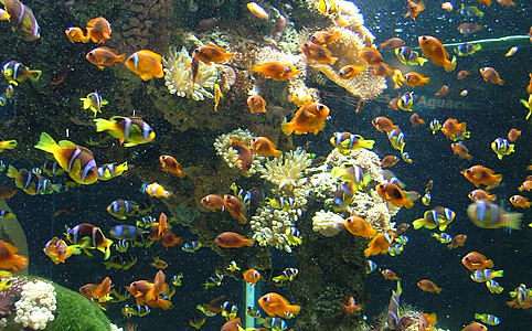 Monaco - akvárium (Fotó: Sz.D.)
