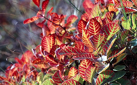 Az ősz színeiben pompázó cserszömörce (Fotó: Pro Vértes Alapítvány)