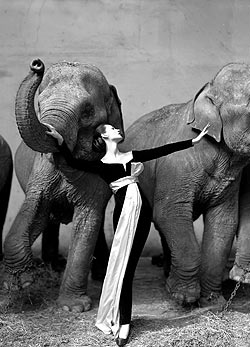 Richard Avedon, Dovima elefántokkal, Harper's Bazaar, 1955