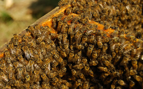 A hűvös időben a méhek nem tudtak elég nektárt gyűjteni