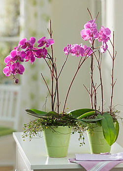 Így tartsd életben az orchideát!