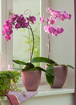 Így tartsd életben az orchideát!