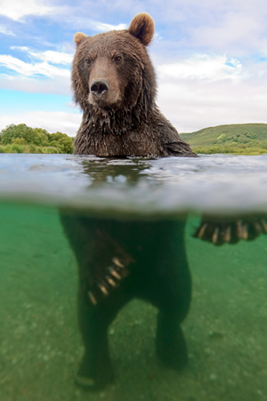 Drámaian közeli képek a halászó medvékről 