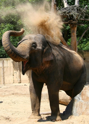 A prágai állatkertben nem megy kárba az elefántürülék