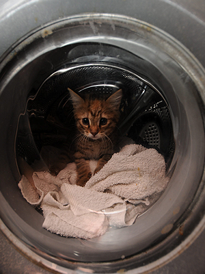 Túlélte a nagymosást egy kiscica – a mosógépben