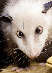 Elpusztult Heidi, a kancsal oposszum