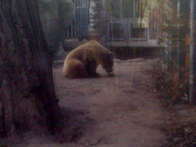 Előjön-e a medve? - Percről percre jelentjük az állatkertből!