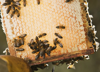 Megfagytak a méhek – nem lesz elég méz?