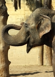 Fellázadt az elefánt, a látogatókat dobálja
