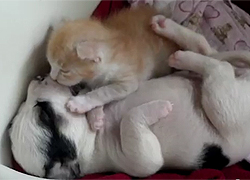 Így imádja egymást a kutya meg a macska - cuki videó