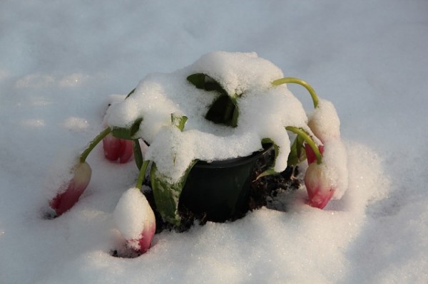 A tulipánokat a hó nyomhatja