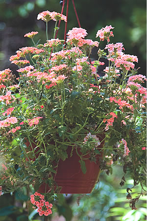 6 csodaszép csüngő növény a balkonra