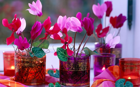 Ciklámen: hűvös szobák hálás virága