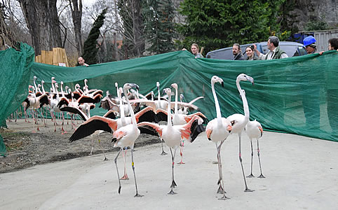 Ma volt a  Nagy Flamingóterelés napja