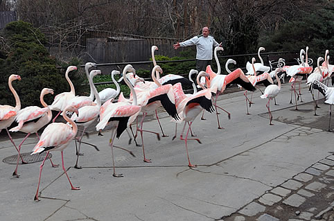 Ma volt a  Nagy Flamingóterelés napja