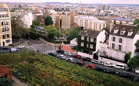 Les vignes de Montmartre