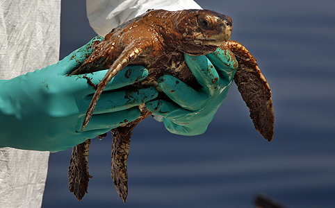 Mentik a veszélyeztetett teknősöket a floridai egyetem és a NOAA munkatársai