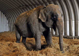 Új otthonra lelt a brutálisan bántalmazott elefánt